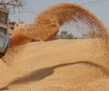 Hair loss outbreak in Maha village linked to wheat?