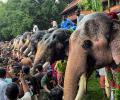 3 dead in stampede as elephants panic at Kerala temple