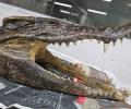 Canadian man held for carrying crocodile skull at Delhi airport