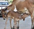 Man arrested for chopping udders of cows in Bengaluru