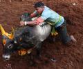 Jallikattu Leads Pongal Celebrations