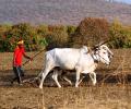 479 farmers die by suicide in Mar, April alone in Maha!