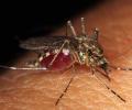Andhra Bets on AI to Fight Mosquito Menace