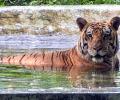 Beat the Heat, Tiger Style