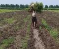 MP farmer's Rs 3 income shocks Internet; officials say 'clerical error'