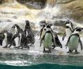 Give Marathi names to penguin chicks born at Mumbai zoo: BJP