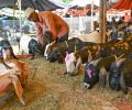 Eid: Delhi Bans Illegal Animal Sacrifice