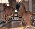 Cow vigilantes beat up 2 men, throw them in canal; 1 dies