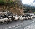 India's First Gene-Edited Sheep Unveiled