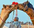 Coming Soon! Pushkar Camel Fair 2025
