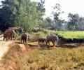 Four of family among 6 killed in wild elephants' attack in Jharkhand