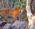 Seen These Spectacular Tiger Pix?