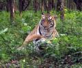 Fifth Tiger Death In Kaziranga Raises Alarm