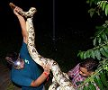 Hiss on board: Baby python found in Mumbai Janshatabdi engine cabin