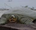 Kaziranga Turtle Conservation Milestone