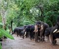 Woman tourist from TN killed during elephants' fight at Karnataka camp