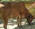 Man arrested for 'sexually assaulting' cow in Bengaluru