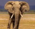 Shrinking Forests Fuel Deadly Elephant Encounters in Assam