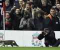 Anfield cat becomes internet hit