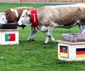 Can bolting bovine replace Germany's oracle octopus?