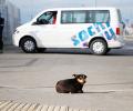 IOC says no 'healthy' dogs being killed in Sochi