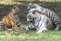 A Tigress And Her Tiny Titans
