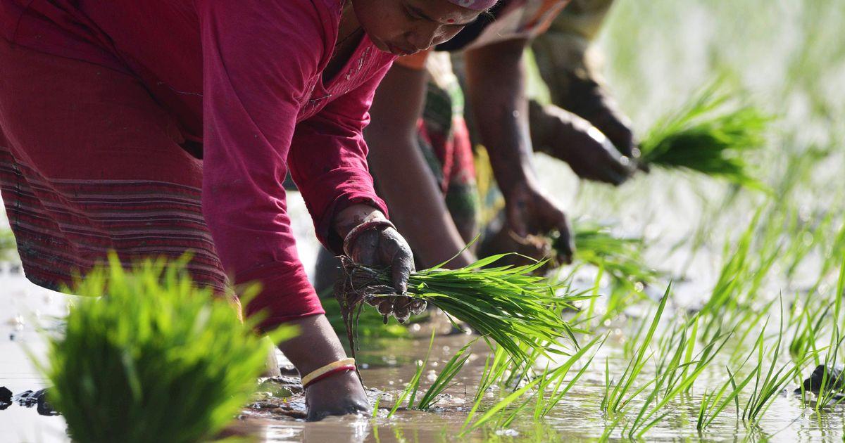 India's rice output may hit record high