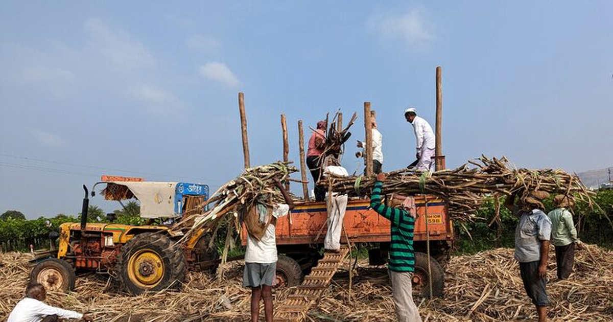 India’s Sugar Export Ban Until September 30: Industry, Farmers Express Concerns