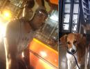 Dhoni's love for dogs continues as he adopts another pup