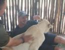 Off the field: SA pacer Steyn is fisherman, lion wrestler!