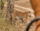 Proteas visit Tiger reserve in Madhya Pradesh