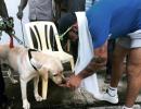 PHOTOS: Dog lover Kohli comes to the fore in Chennai