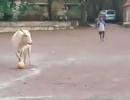 Cow playing football is a winner on the internet