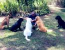 Shastri's 'social distancing' with dogs goes viral