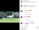 Dhoni races pet pony: Who won?