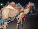 Travel: Snapshots from India's largest camel fair