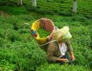 A taste of India through tea vacation