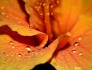 Unusual monsoon pics: Orange blossoms, raindrops