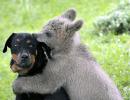 PHOTOS: 10 unusual friendships in the animal world