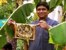 To bee or not to bee: How this man is capitalising on the buzz