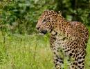 #Kabini: What do you do when the wild calls?