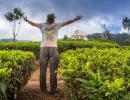 50 shades of green in Munnar