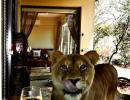 Excuse me, there's a lion near my wine