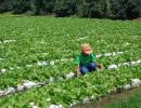 Selling salads to promote good health