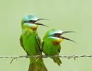 Bird-watch your way through Delhi's feather trail