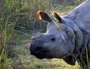 102 rhinos, 46 tigers, 89 elephants poached in 3 years!