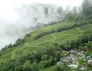 High tea in Darjeeling