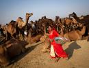 #Pushkarfair2015: 12 fantastic reasons why you should head to Pushkar