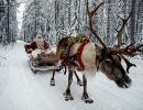 Reindeer at work: It's Christmas after all