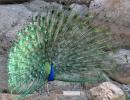 Reader pics: A peacock dance in summer